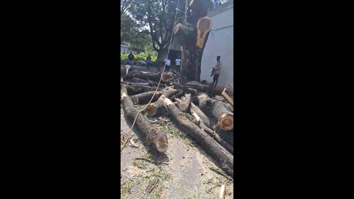 https://salarnews.in/public/uploads/images/newsimages/maannewsimage18082024_223444_RR Nagar tree cutting (1).jpg